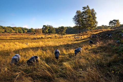 Sheep in the Westruper Heide in autumn, Haltern am See, Ruhr area, North Rhine-Westphalia, Germany,