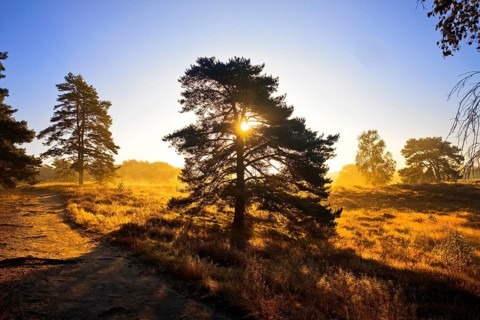 Atmospheric sunrise behind a pine tree in the Westruper Heide in autumn, Haltern am See, Ruhr area,