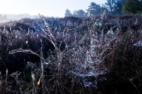 Spider's web in the morning glow in the Westruper Heide in autumn, Haltern am See, Ruhr area, North