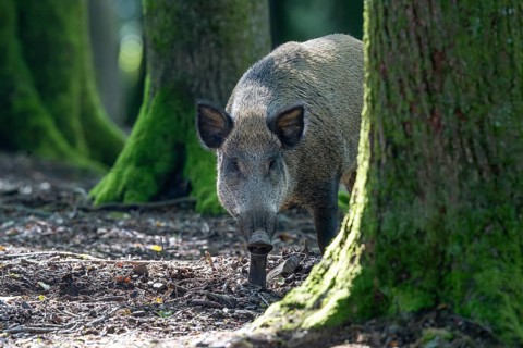 Wild boar (Sus scrofa), boar, Vulkaneifel, Rhineland-Palatinate, Germany, Europe