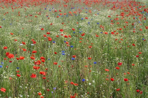 Poppy flower (Papaver Rhoeas), cornflower (Centaurea cyanea) and Scentless mayweed