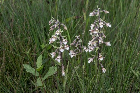 Marsh helleborine (Epipactis palustris), Emsland, Lower Saxony, Germany, Europe