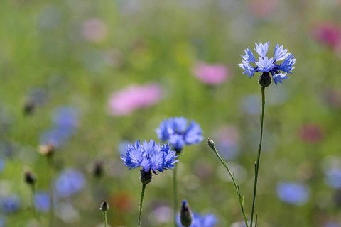Flower meadow with cornflowers (Centaurea cyanea) and cosmos (Cosmos), Emsland, Lower Saxony,