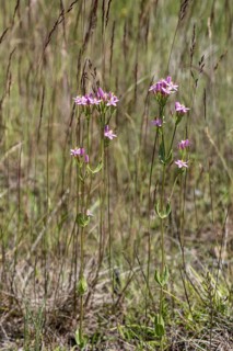 Centaury (Centaureum erythraea), Emsland, Lower Saxony, Germany, Europe