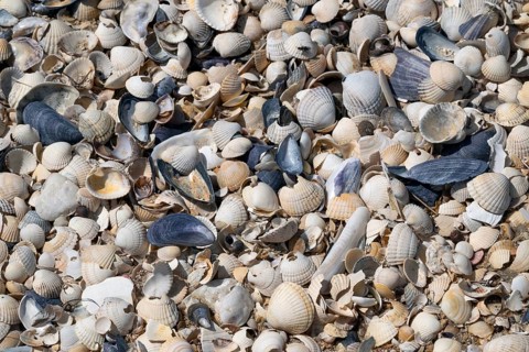 Shells, beach, Hallig Hooge, North Frisia, Schleswig-Holstein, Germany, Europe