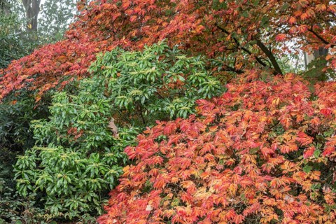 Aconite-leaved maple (Acer japonicum Aconitifolium) in autumn foliage, Emsland, Lower Saxony,