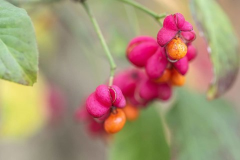 Peacock, spindle bush (Euonymus europaeus), fruit stand, Emsland, Lower Saxony, Germany, Europe