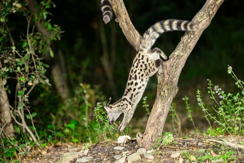Common genet (Genetta genetta), climbing on a tree wildlife in a forest, Montseny National Park,