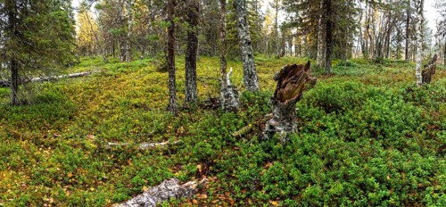 Close-up, autumn forest floor, tundra, Lapland, Finland, Europe