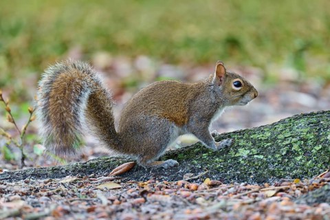 American grey squirrel (Sciurus carolinensis), sitting in a natural environment, Pembroke Pines,