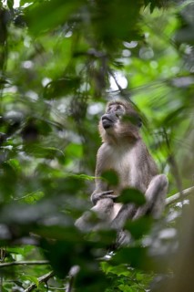 Olive mangabey (Cercocebus agilis) near the Baï-Hokou, Dzanga-Ndoki National Park, Unesco World