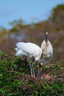 Two Wood Stork (Mycteria americana), standing in a nest made of twigs and branches with green