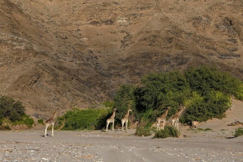 Angola giraffes (Giraffa camelopardalis angolensis) in the Hoanib dry river, Kaokoveld, Kunene