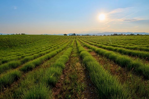 Green lavender field (Lavandula), under a slightly cloudy sky at sunrise, summer, Valensole,