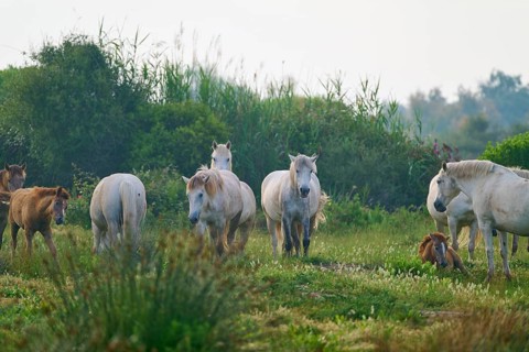 Herd of white Camargue horses with foals grazing on a green pasture in a quiet and natural