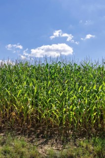 Symbolic image, renewable energies, maize plants, field, biogas plant, feed maize, immature,
