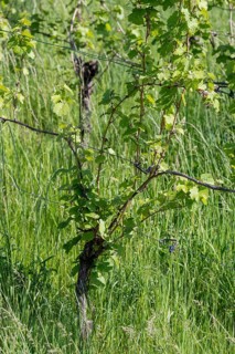 Grapevine in spring, vineyard, vine, grass, Baden-Württemberg, Germany, Europe