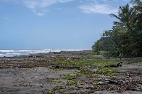 Coast, rainforest and beach, Tortuguero National Park, Costa Rica, Central America