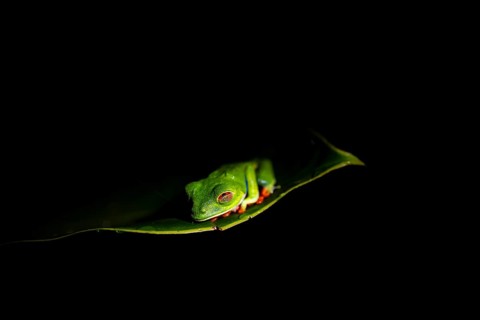 Red-eyed tree frog (Agalychnis callidryas) on a leaf, macro photograph, black background,