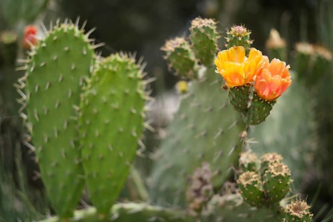 Indian prickly pear (Opuntia ficus-indica syn. Opuntia tunas) 0Ponta da Piedade, Lagos, Algarve,
