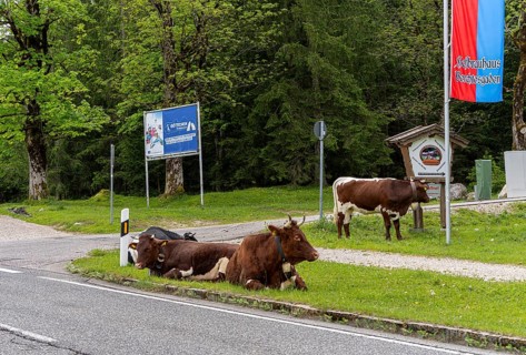 Dairy cows at the roadside, Götschenalm, Bavaria, Germany, Europe