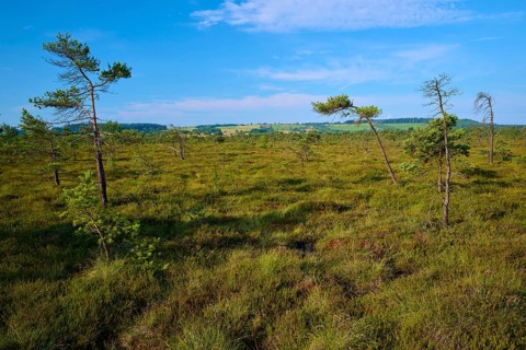 Small moor pine trees stand in moor landscape under blue sky with few clouds, Schwarzes Moor,