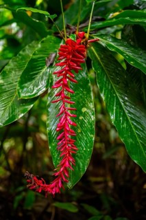 Red ginger, Plant, Details in the jungle, Dense vegetation, Tortuguero National Park, Costa Rica,