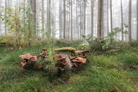 Armillaria polymyces (Armillaria ostoyae) in a foggy forest, Emsland, Lower Saxony, Germany, Europe