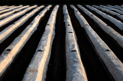 White foil prevents purple and green asparagus heads, controls start of harvest, asparagus field,