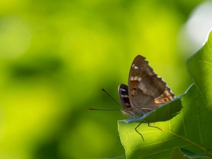 Lesser purple emperor (Apatura ilia), sitting on a leaf, Germany, Europe