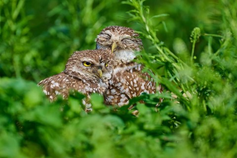 Two burrowing owls (Speotyto cunicularia) sitting together in the meadow and cuddling, Pembroke