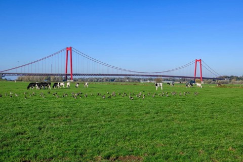 View over Rhine meadows on the left bank of the Rhine to earth-anchored suspension bridge nicknamed
