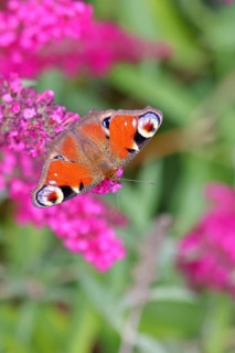 Peacock butterfly (Inachis io) sucking nectar on butterfly bush (Buddleja davidii), in a natural
