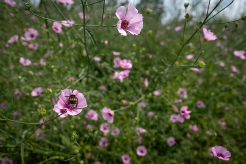Pink wildflowers, bumblebee sitting on flower, Royal Botanic Gardens (Kew Gardens), UNESCO World