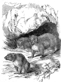 Klippschliefers, Procavia capensis, also known as Klippschliefers or Klippdachs, illustration from