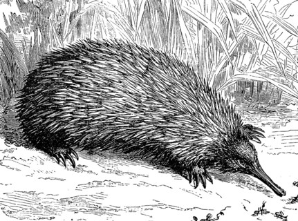 Short-beaked echidna, Tachyglossus aculeatus, illustration from 1885, historical, digital