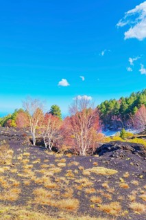 Birch trees (Betula aetnensis) sprouting and coming out of volcanic ground, Etna, Sicily, Italy,