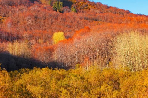 Etna National Park forest, Etna, Sicily, Italy, Europe