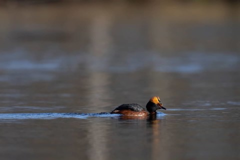 Common goldeneye (Bucephala clangula), Sweden, Europe