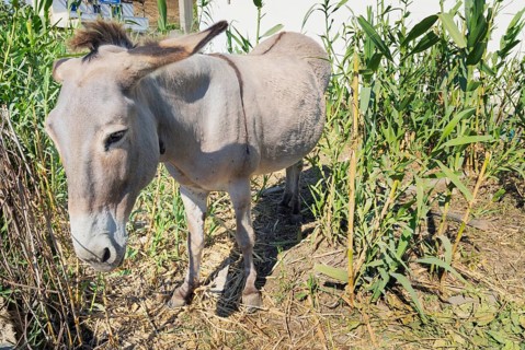Mule standing, Serifos Island, Cyclades Islands, Greece, Europe