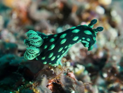 Green nudibranch with dots, neon star snail (Nembrotha cristata), on a coral reef, dive site SD,