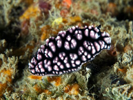 Black-pink nudibranch with striking pattern, pustule warty snail (Phyllidiella pustulosa), on