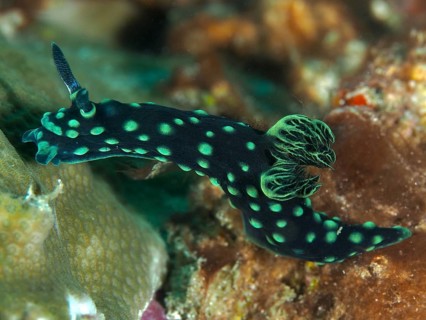 Green nudibranch with dots and bright green pattern, neon star snail (Nembrotha cristata), on