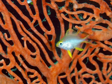 Small fish, Golden damselfish (Amblyglyphidodon aureus) juvenile, amidst orange coral structures,