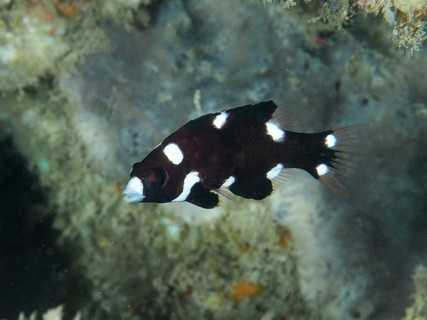 Black-and-white fish with spots, armpit pigmy wrasse (Bodianus axillaris) juvenile, swimming near a