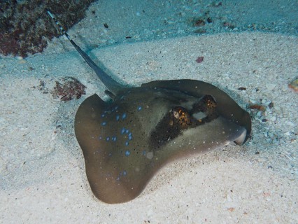 Spotted stingray, blue spotted stingray (Neotrygon kuhlii), resting on the seabed, dive site SD,