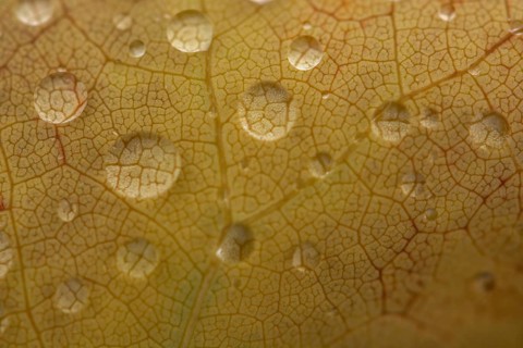 Water dripping on a leaf in autumn. Bas rhin Alsace, France, Europe
