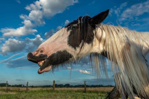 Irish cob horse portrait in a pasture in spring. Lower Rhine, Alsace, France, Europe