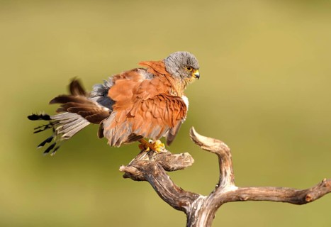 Male lesser kestrel (Falco naumanni), grooming, dry branch, Extremadura, Spain, Europe