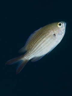 A single monkfish (Chromis chromis) swimming in the dark water, detailed scales clearly visible,